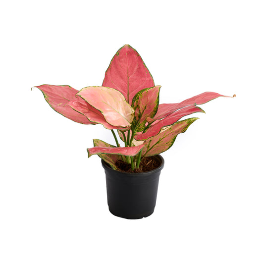 Aglaonema Chinese Pink