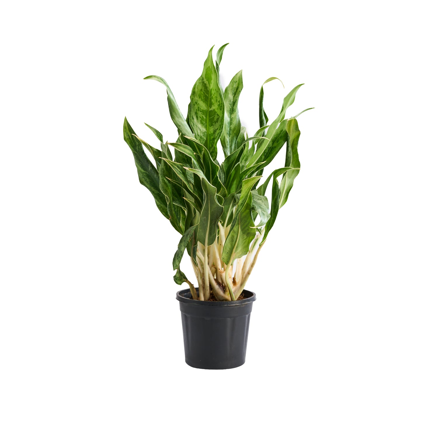 Aglaonema Cutlas