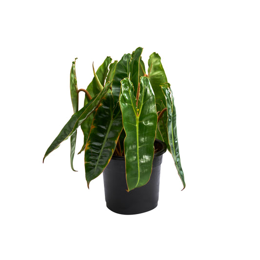 Philodendron Bilette