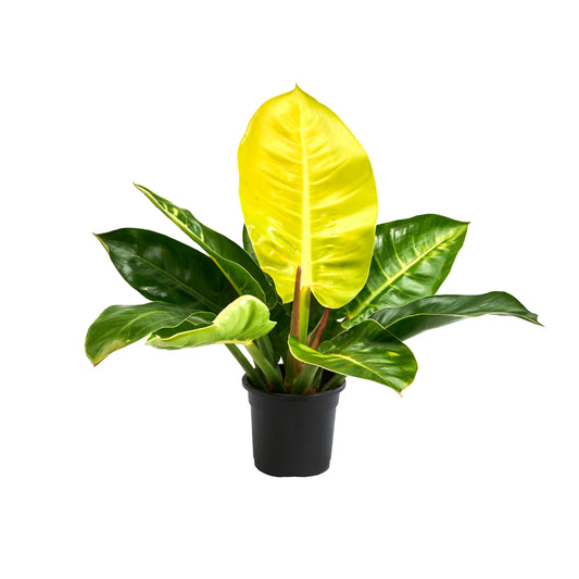 Philodendron Imperial Gold