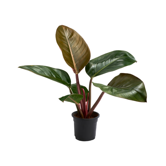 Philodendron Congo Red